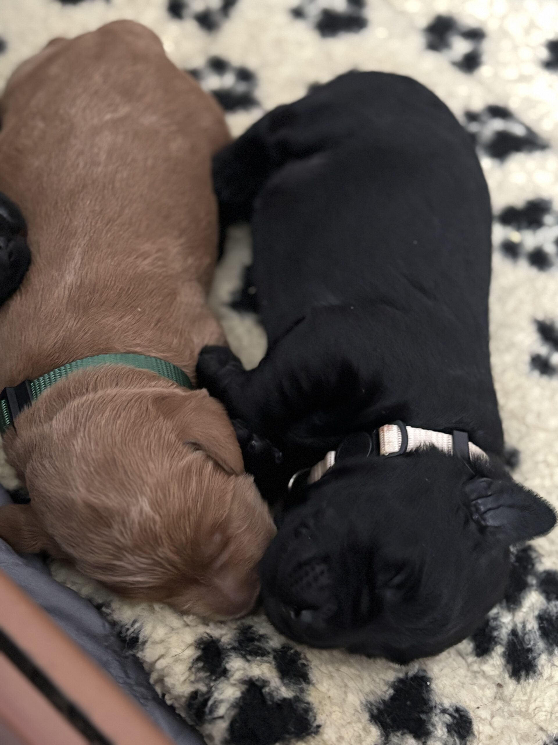Puppies for sale