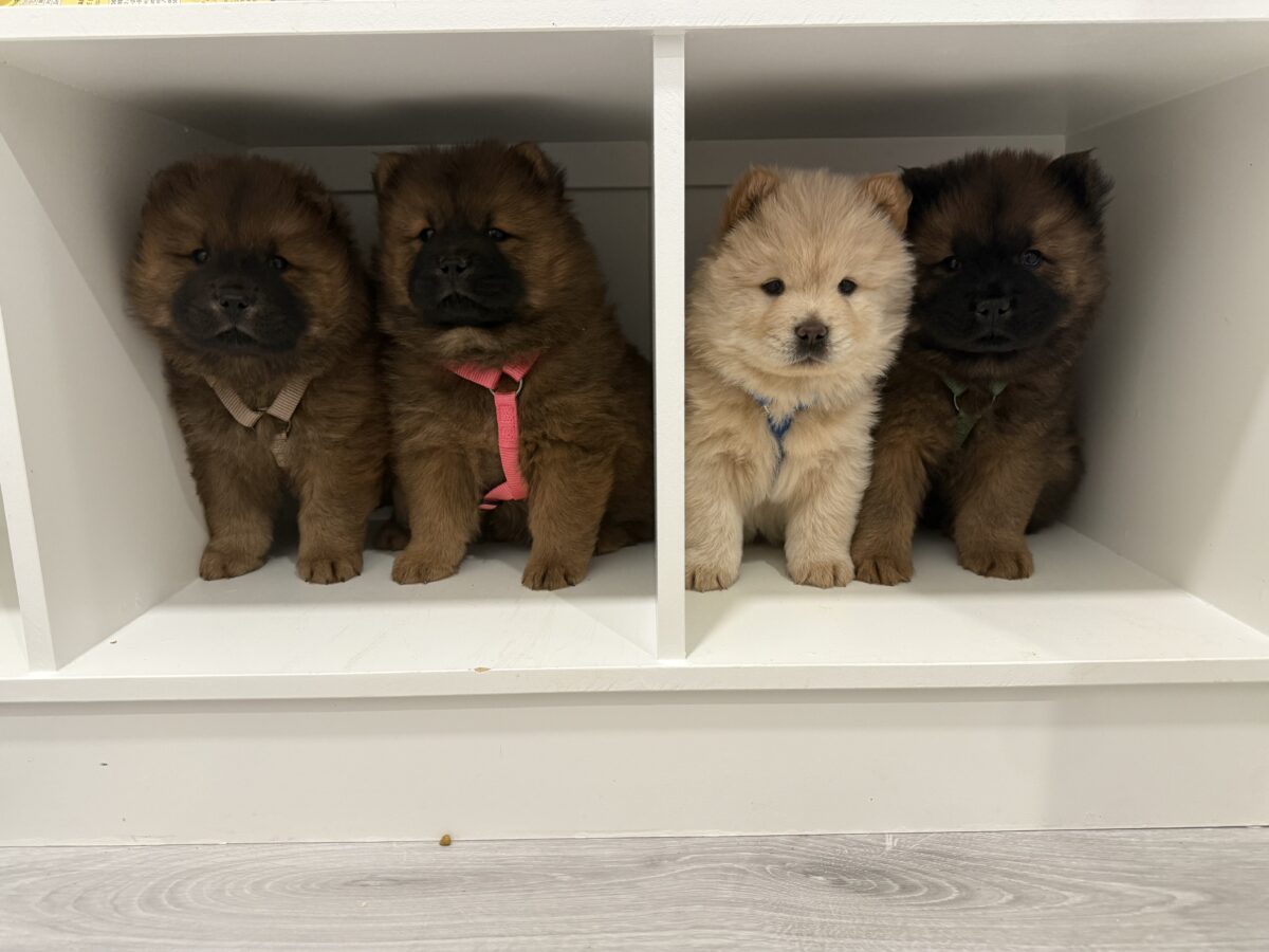 Puppies for sale