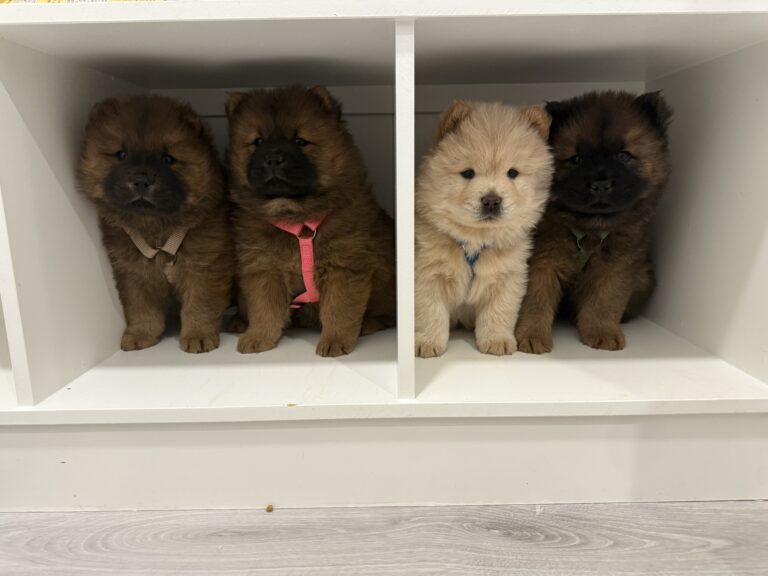 Purebred Chow Chow Pups