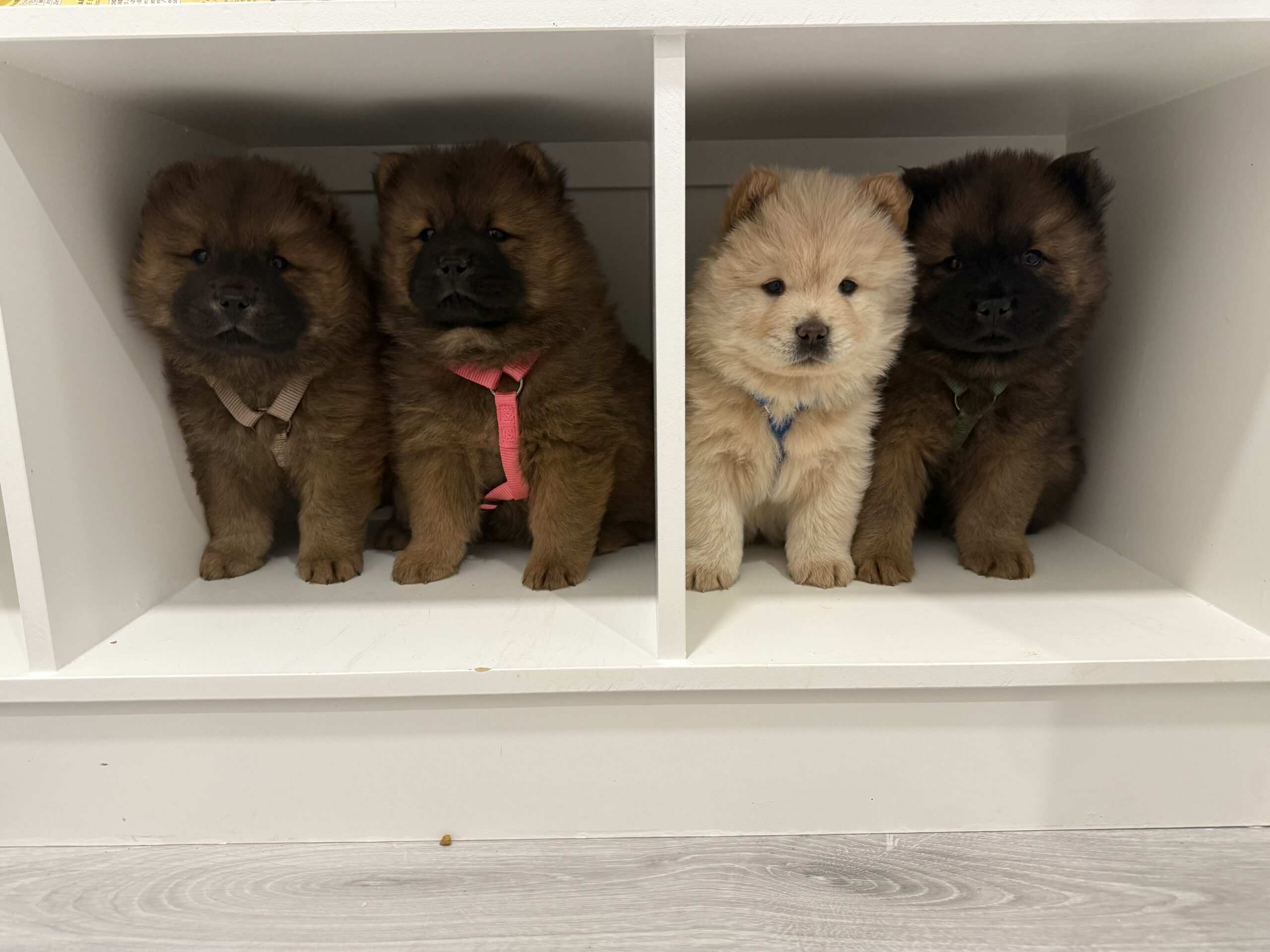 Puppies for sale