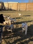 Puppies for sale