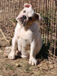 English Bulldog