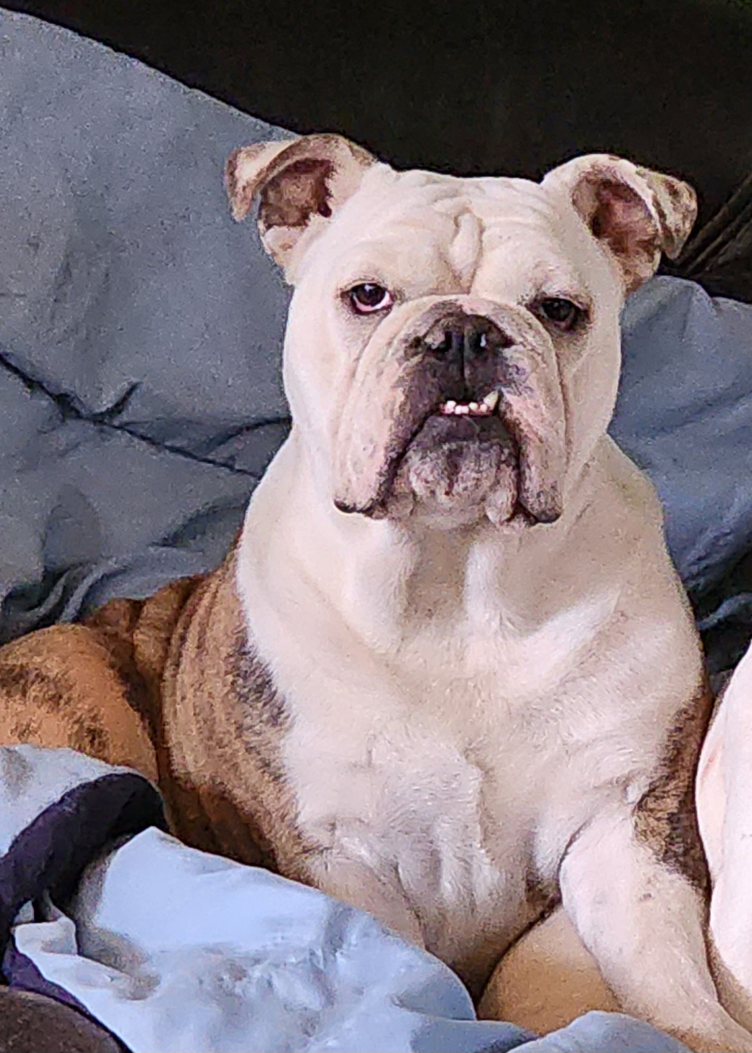 English Bulldog