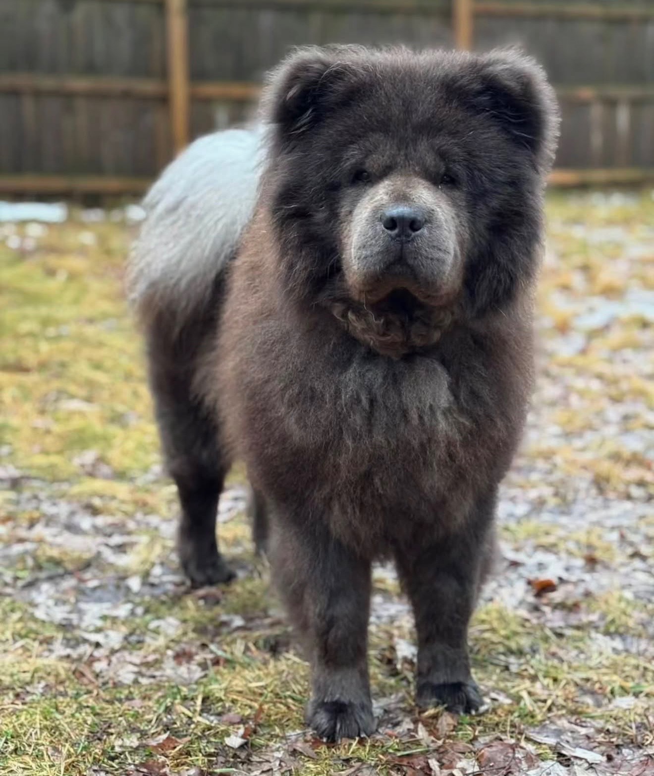 Puppies for sale
