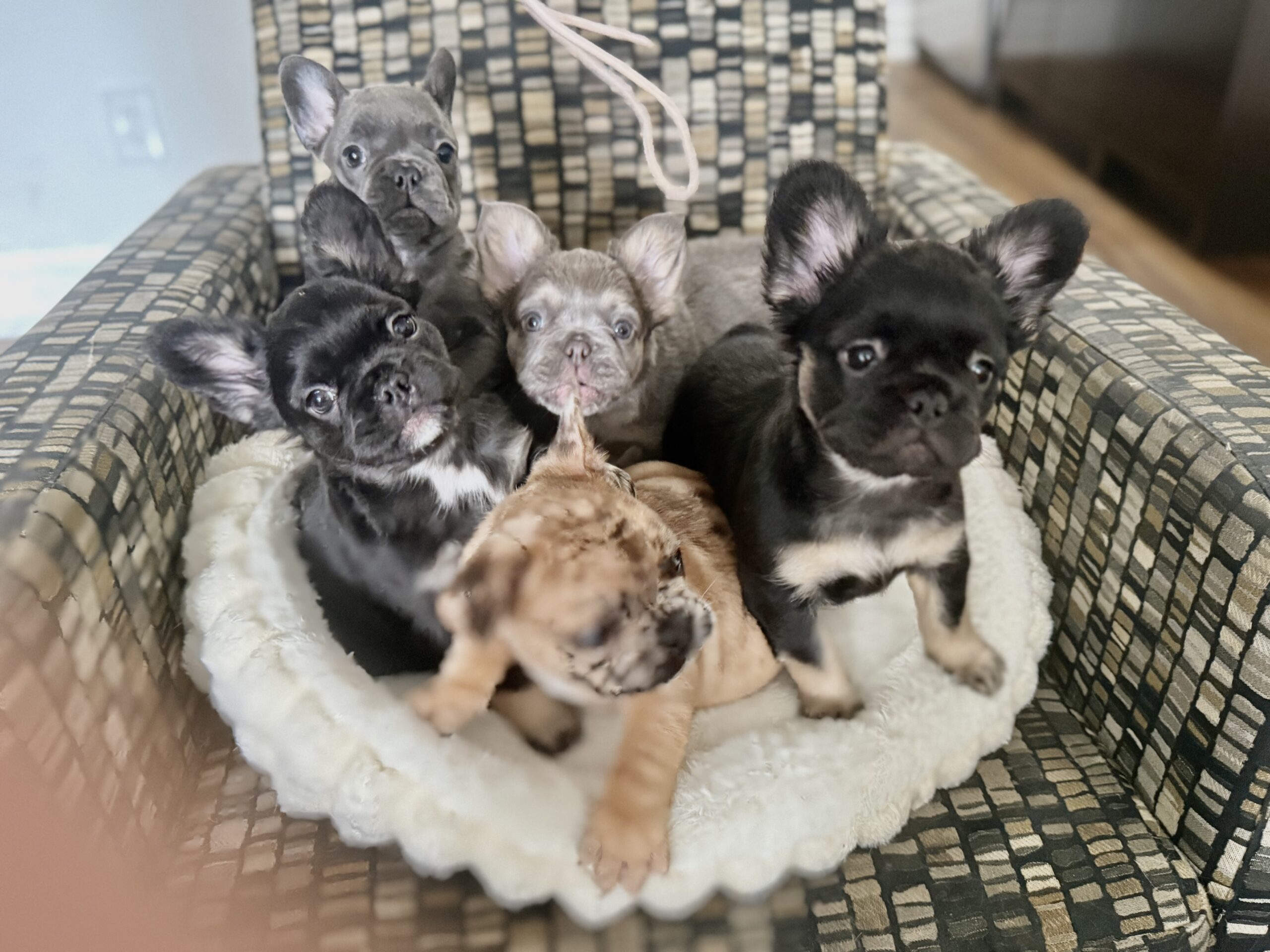 Puppies for sale