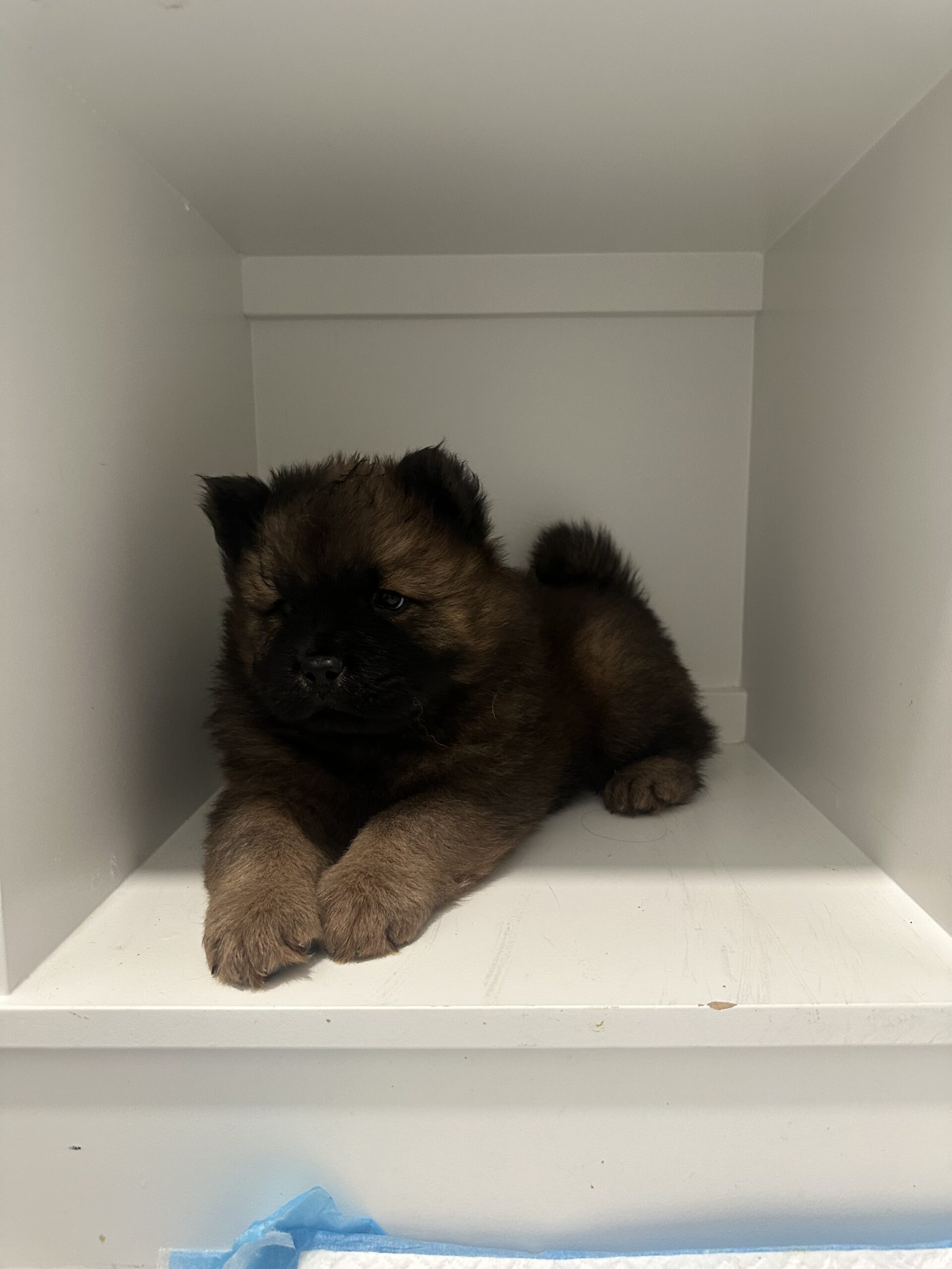 Puppies for sale