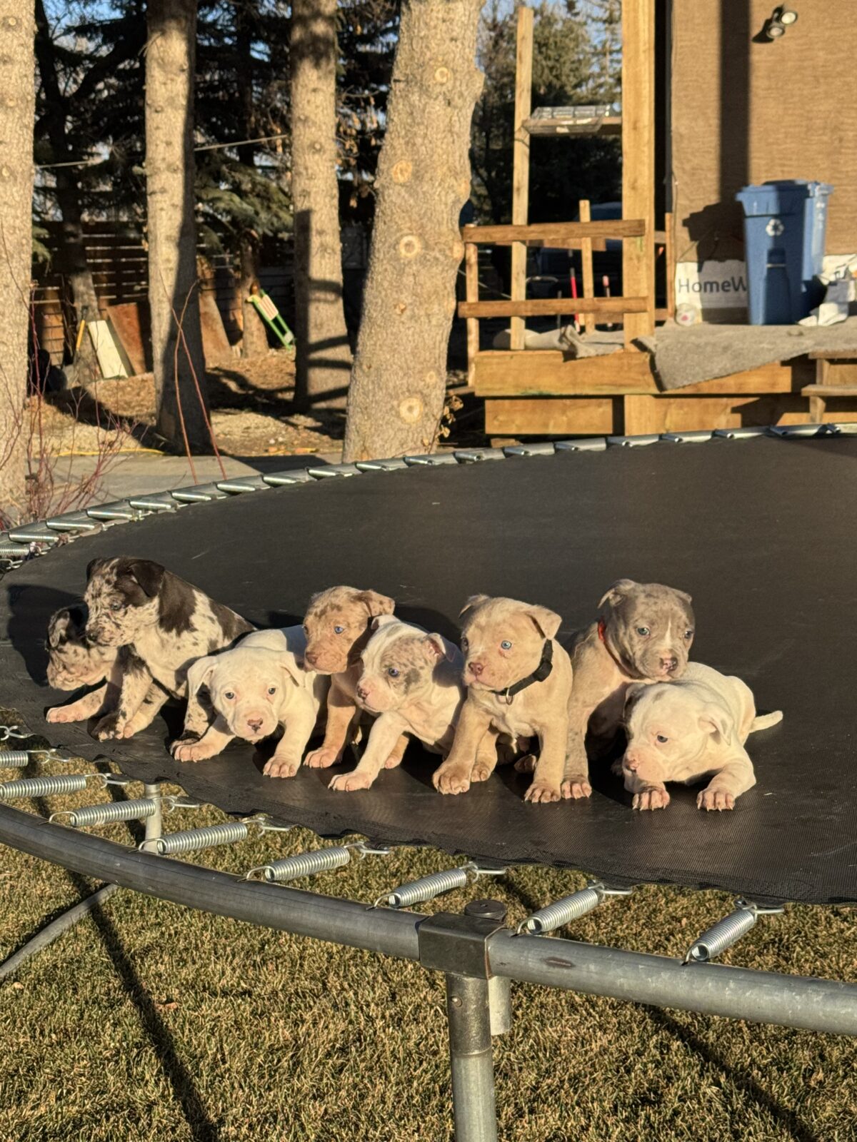 Puppies for sale