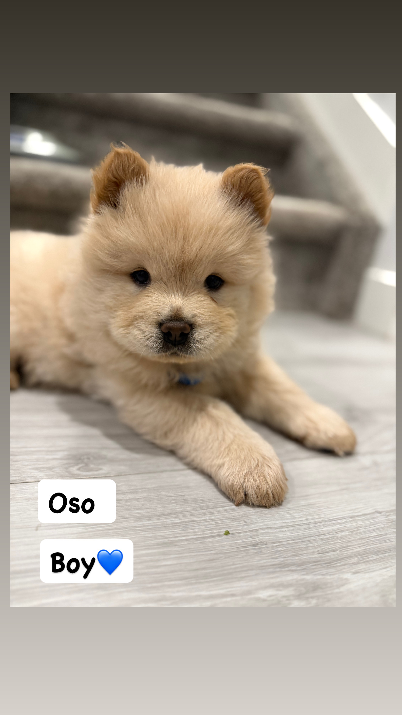Puppies for sale