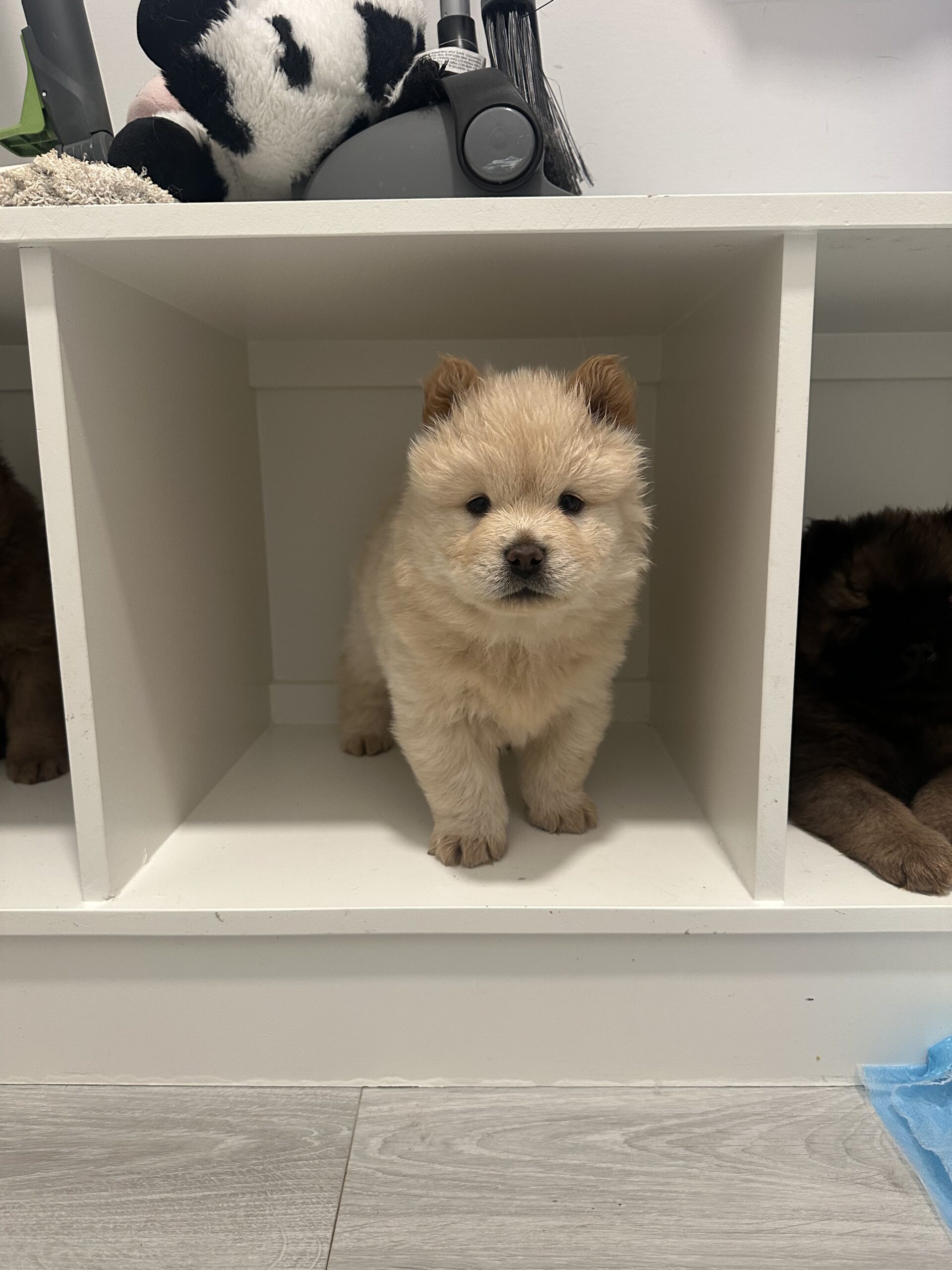 Puppies for sale