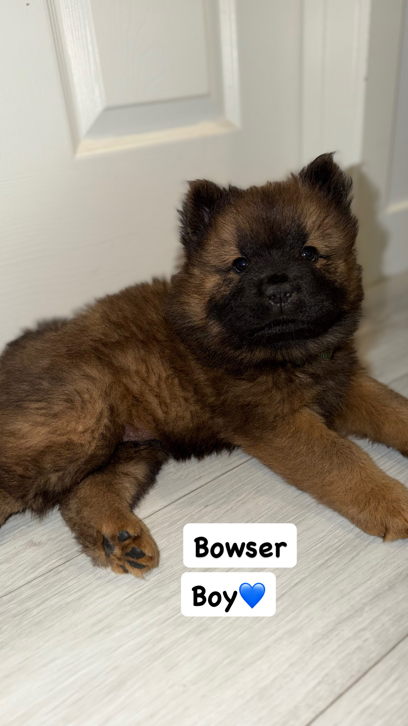Puppies for sale