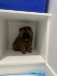 Puppies for sale