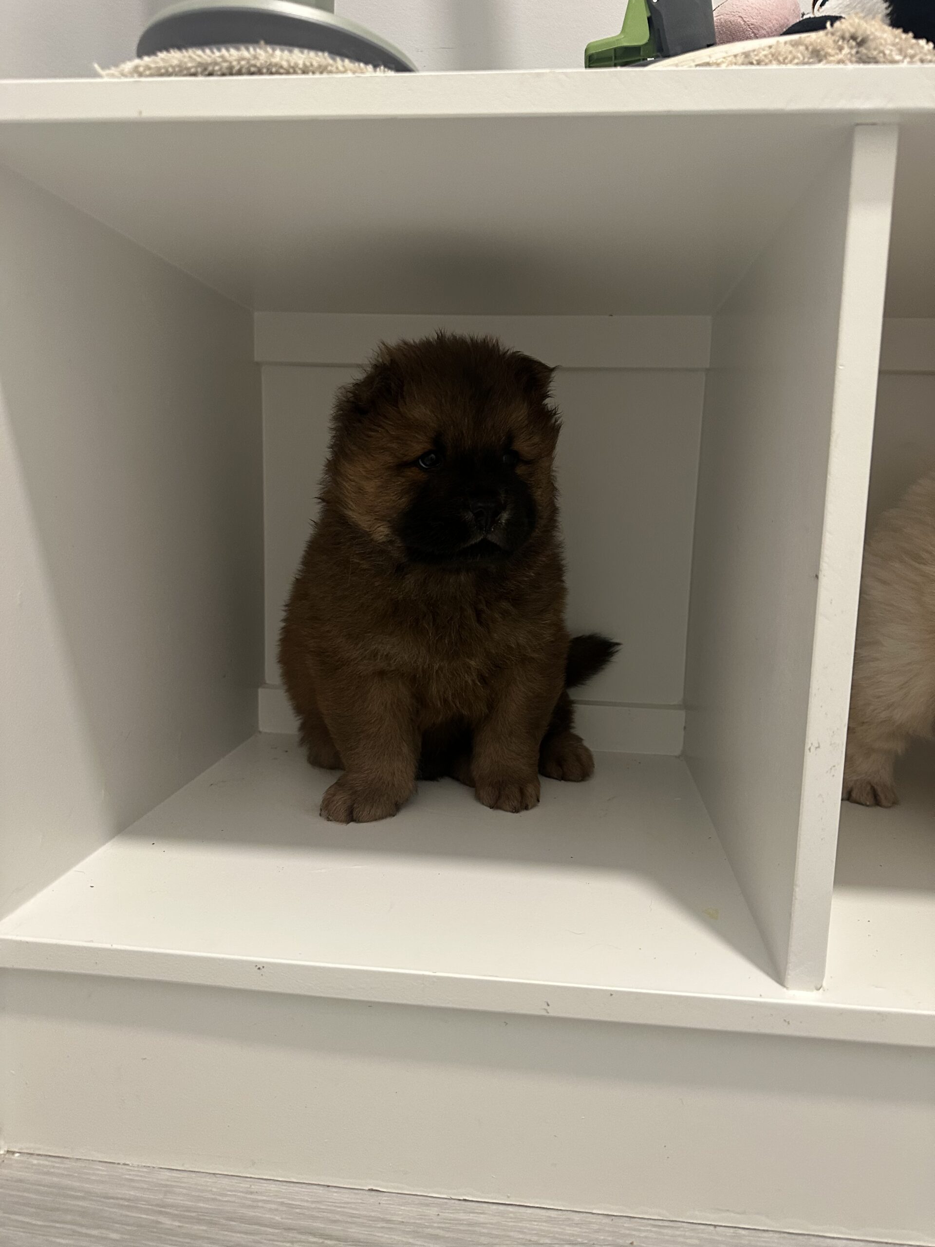 Puppies for sale