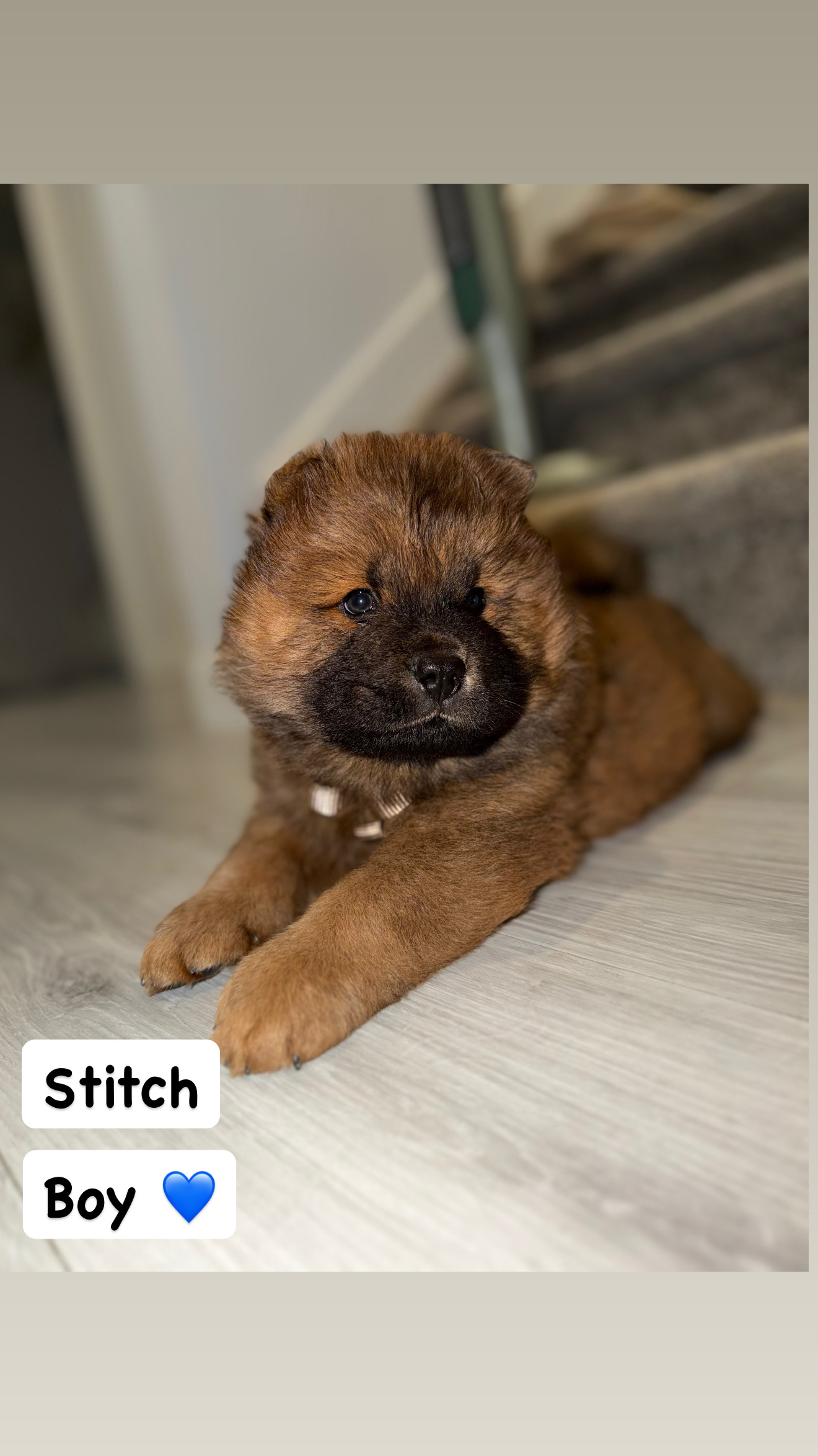 Puppies for sale