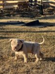 Puppies for sale