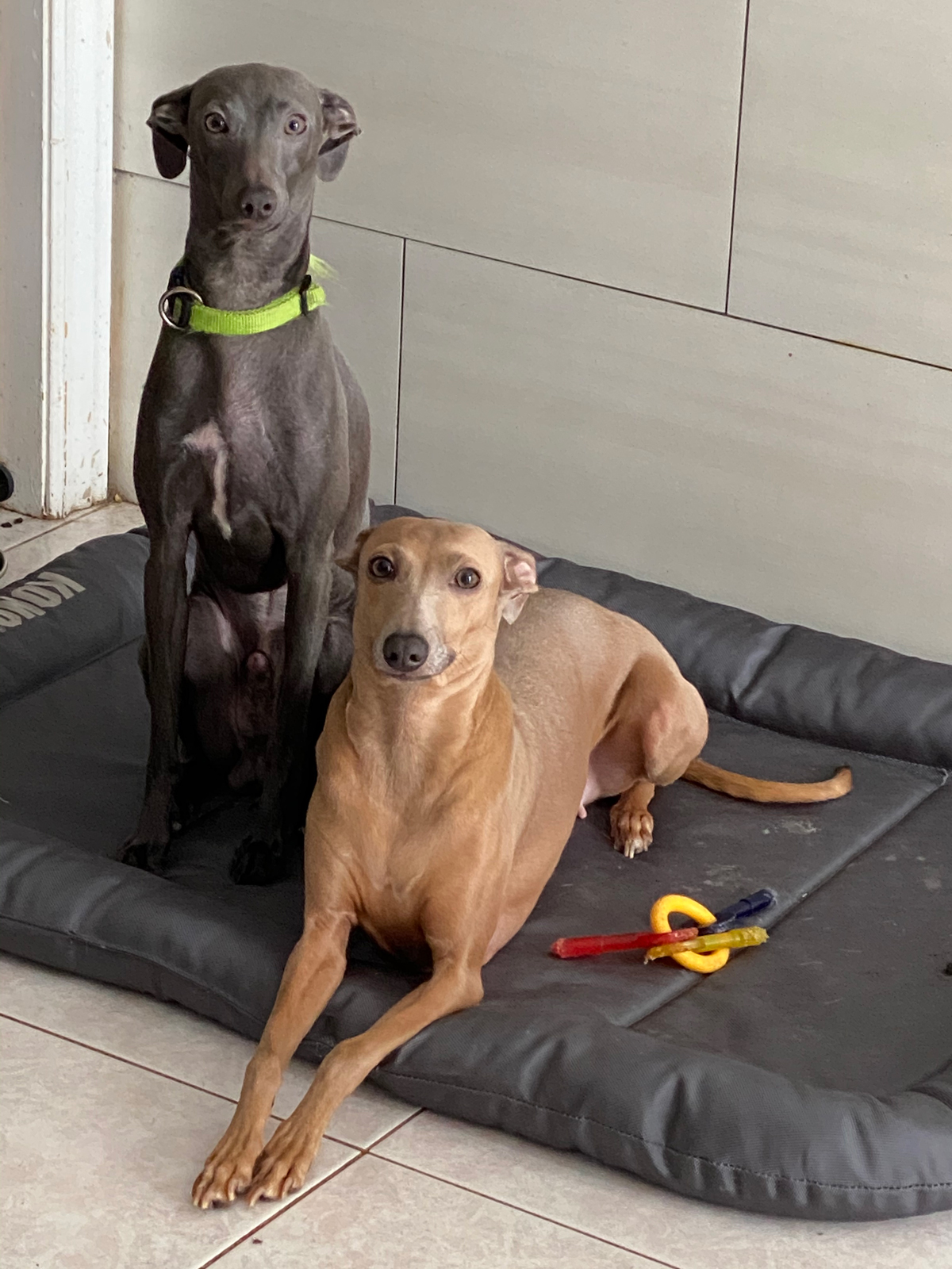 Italian Greyhounds