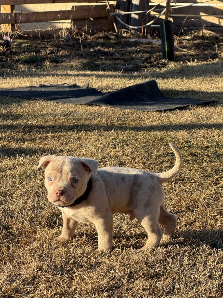 American bully puppy’s