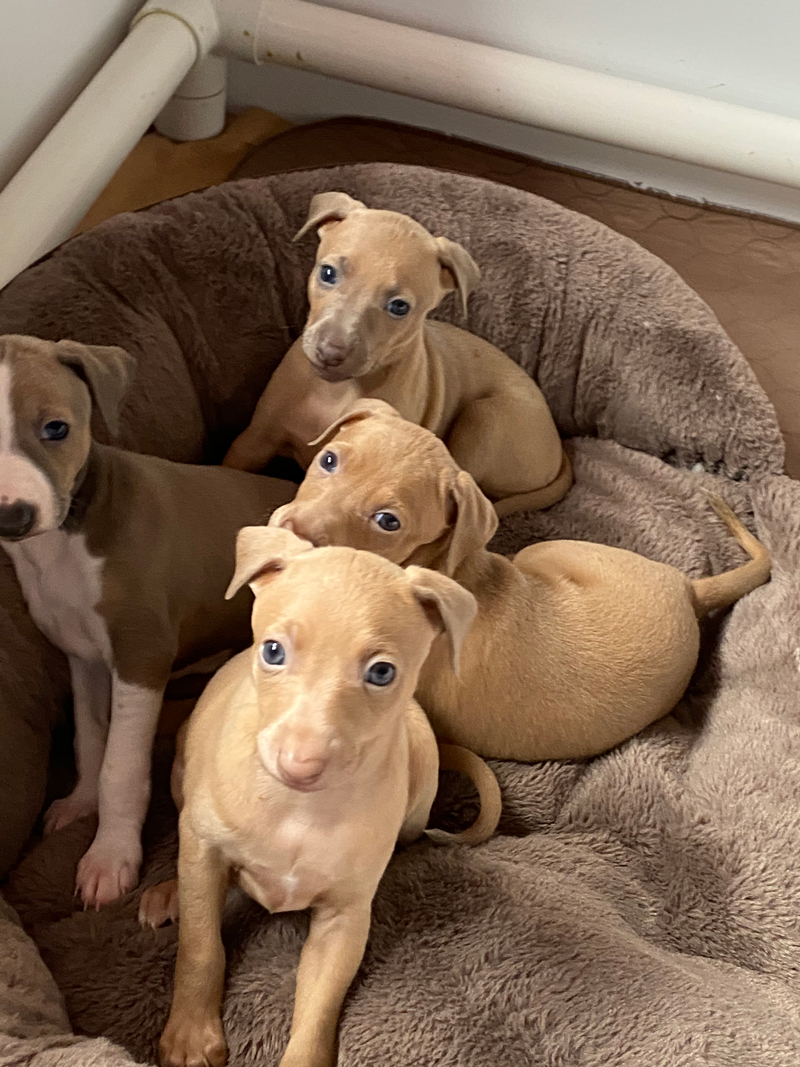 Italian Greyhounds Puppies