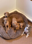 Italian Greyhounds Puppies