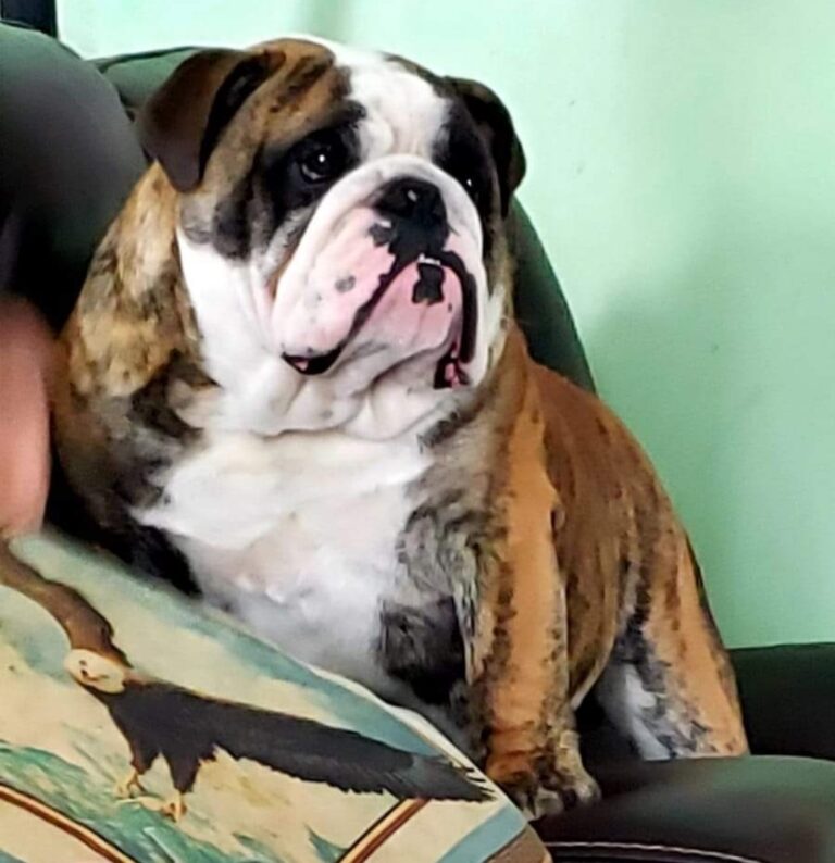 RedLegends Kennels