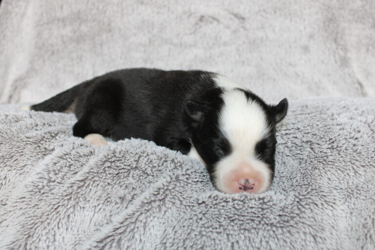 CKC Mini American Shepherd Puppies (Mini Australian Shepherd)