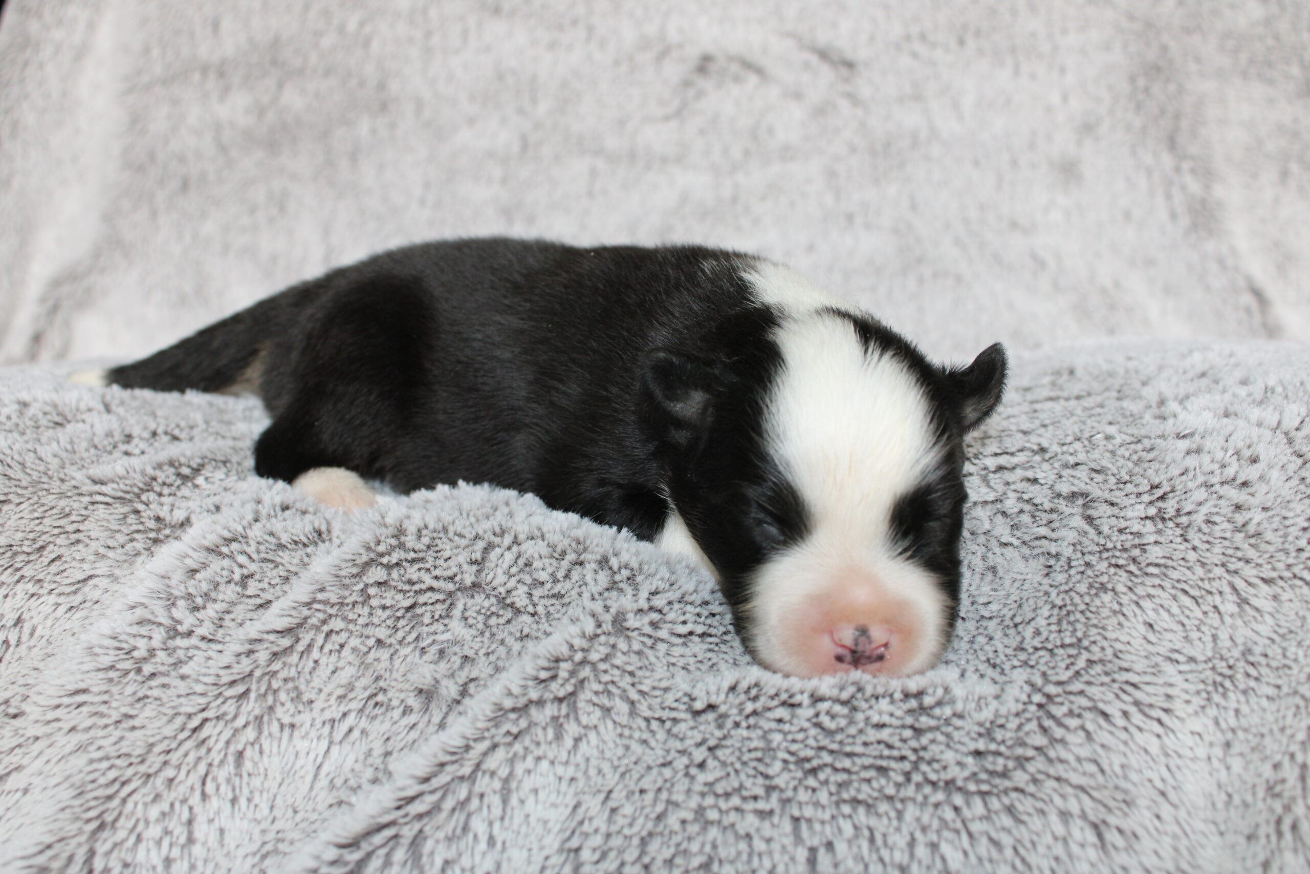 Wrangler (male)