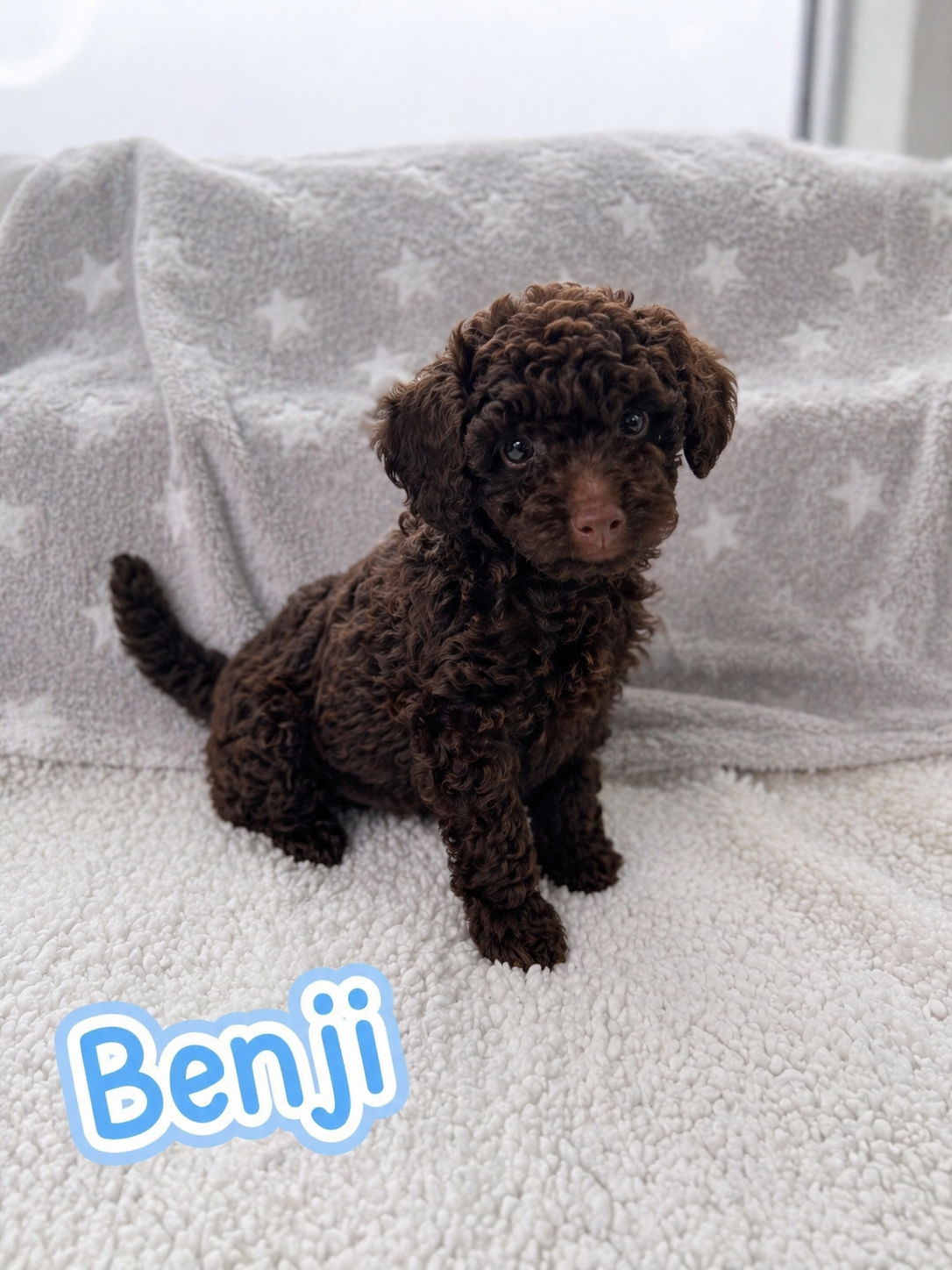 Benji