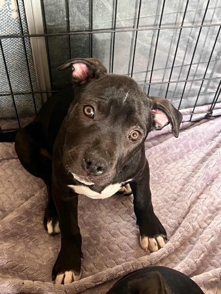 American Bully x Pitbull/Dogo