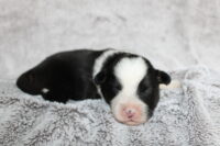 Stetson (male)