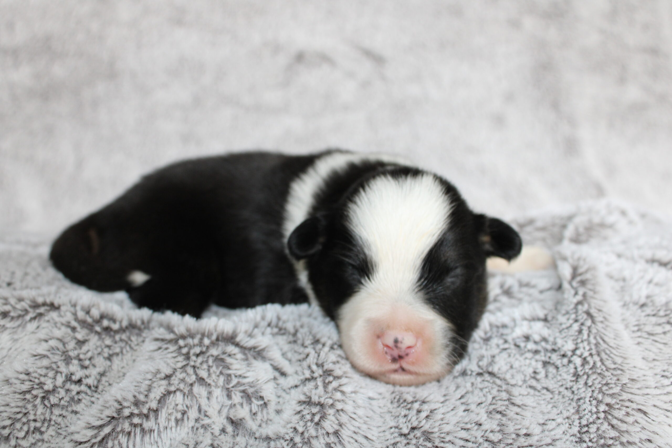 Stetson (male)