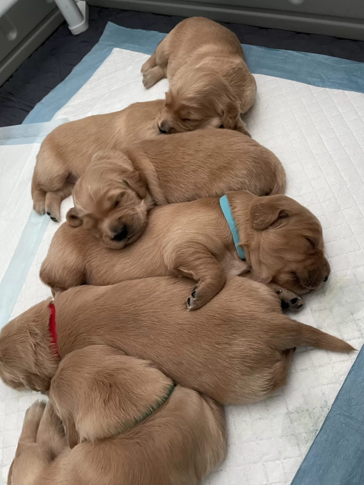 Golden Retriever Puppies- Family Raised