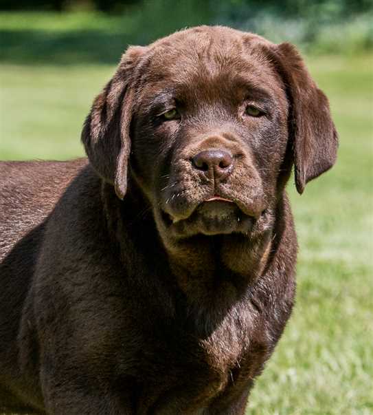 Puppy