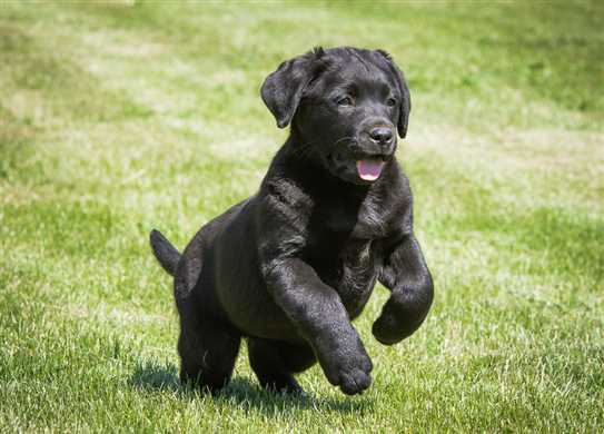 CKC Labrador Retriever Puppies