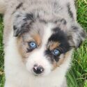 Avatar of Bluepaw Kennel