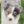 Avatar of Bluepaw Kennel