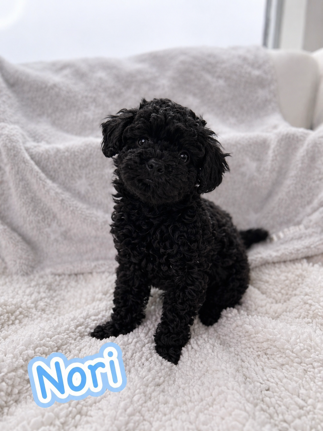Nori