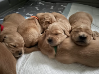 Golden Retriever Puppies for sale