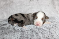 Dolly (female)