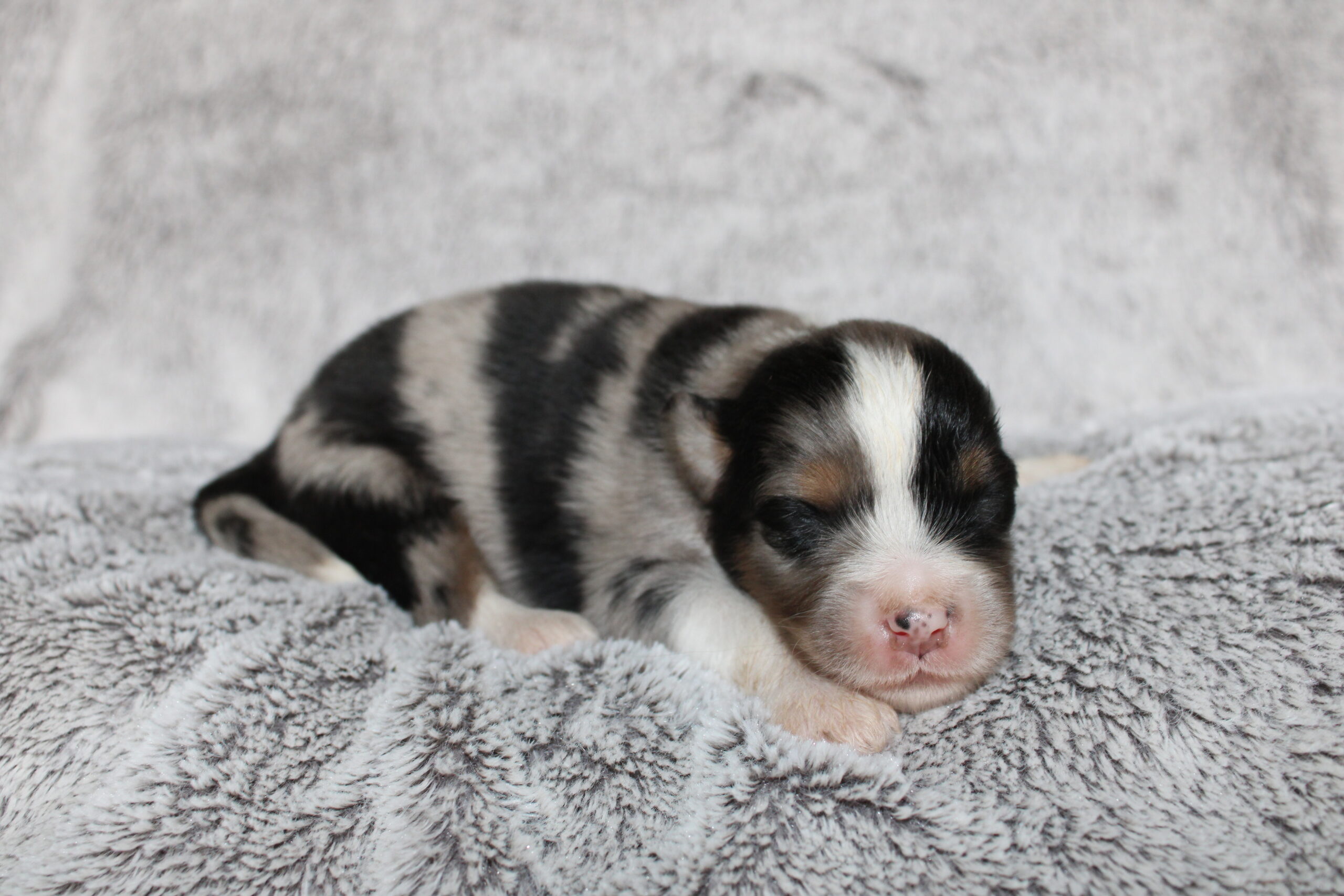 Cash (male)