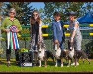 Rozehaven Bull Terriers