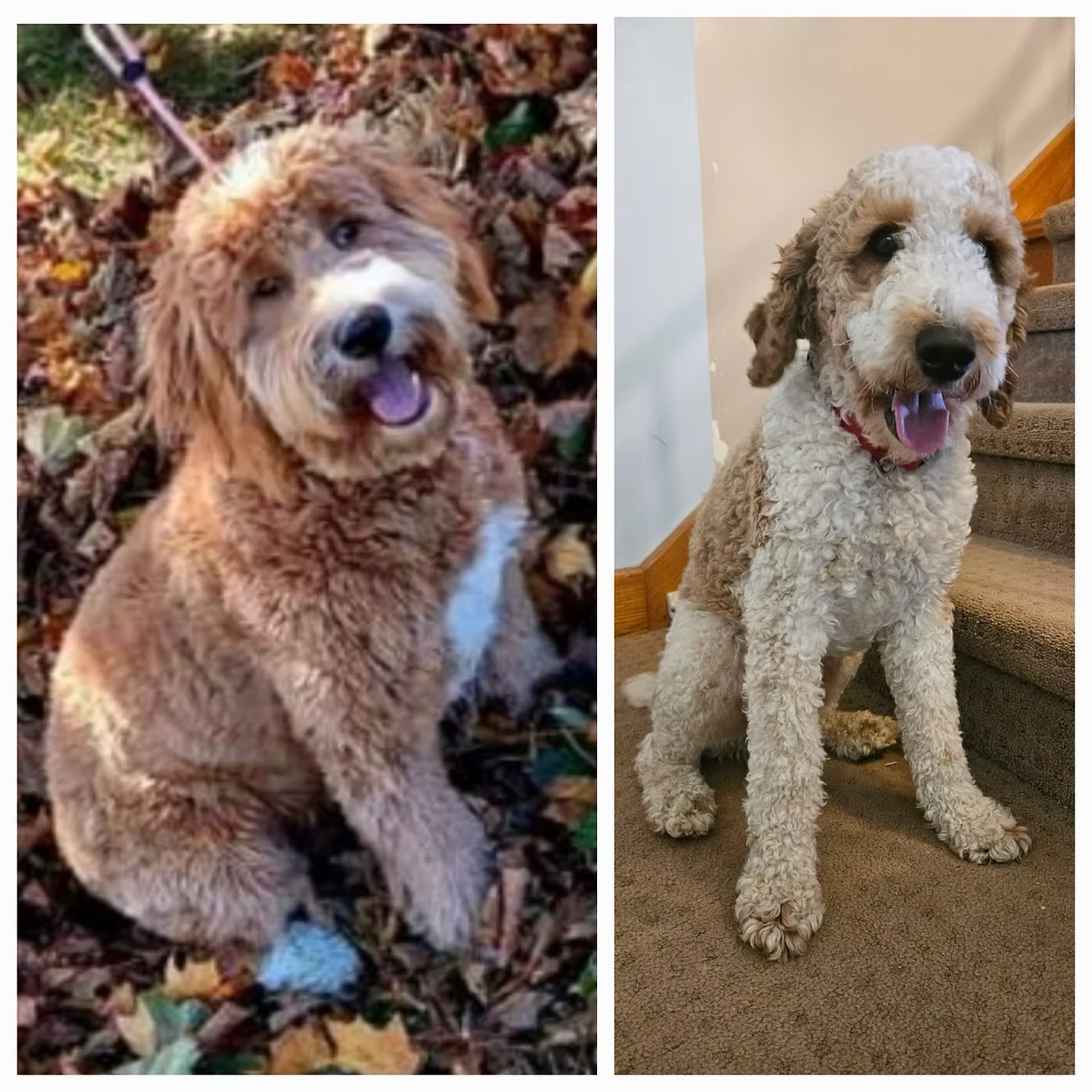 F1b Goldendoodles-Parents