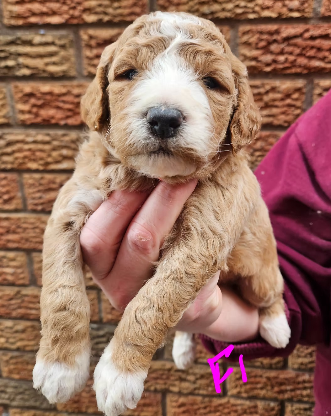 F1b Goldendoodles-Puppy