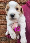 F1b Goldendoodles-Puppy