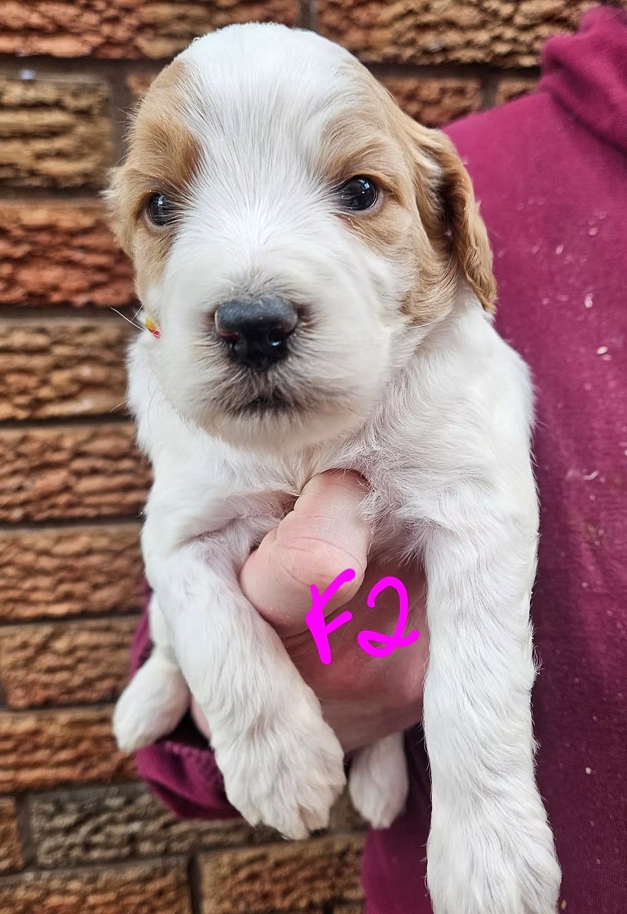 F1b Goldendoodles-Puppy