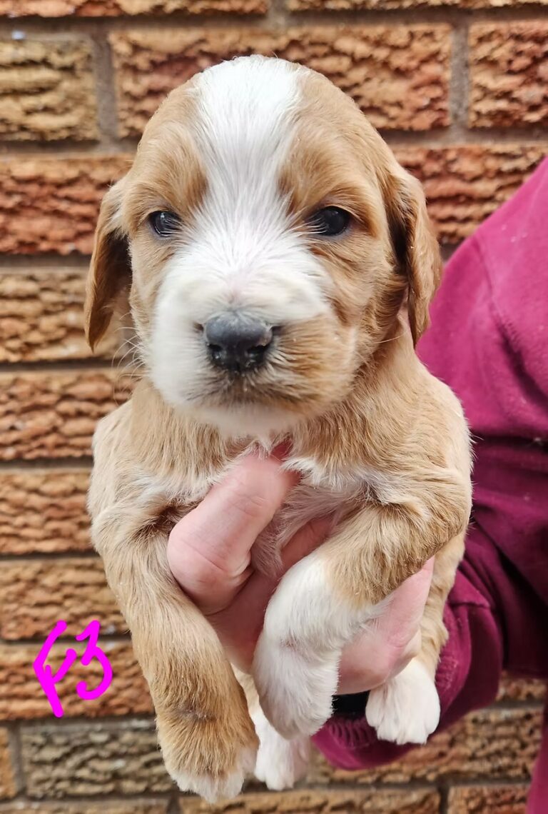F1b Goldendoodles ready May 2026 – Reservations Available Now