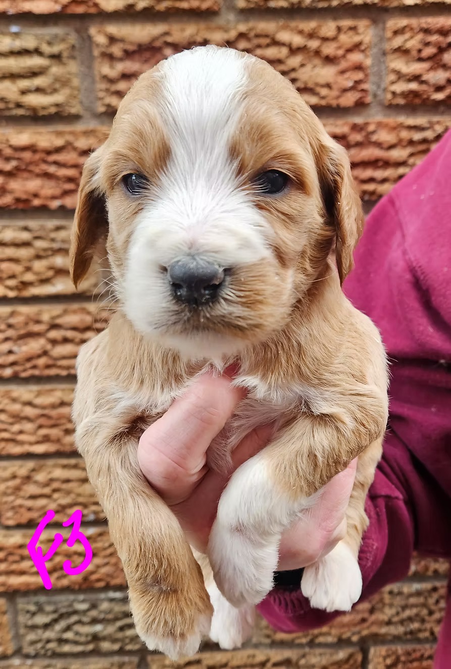 F1b Goldendoodles-Puppy
