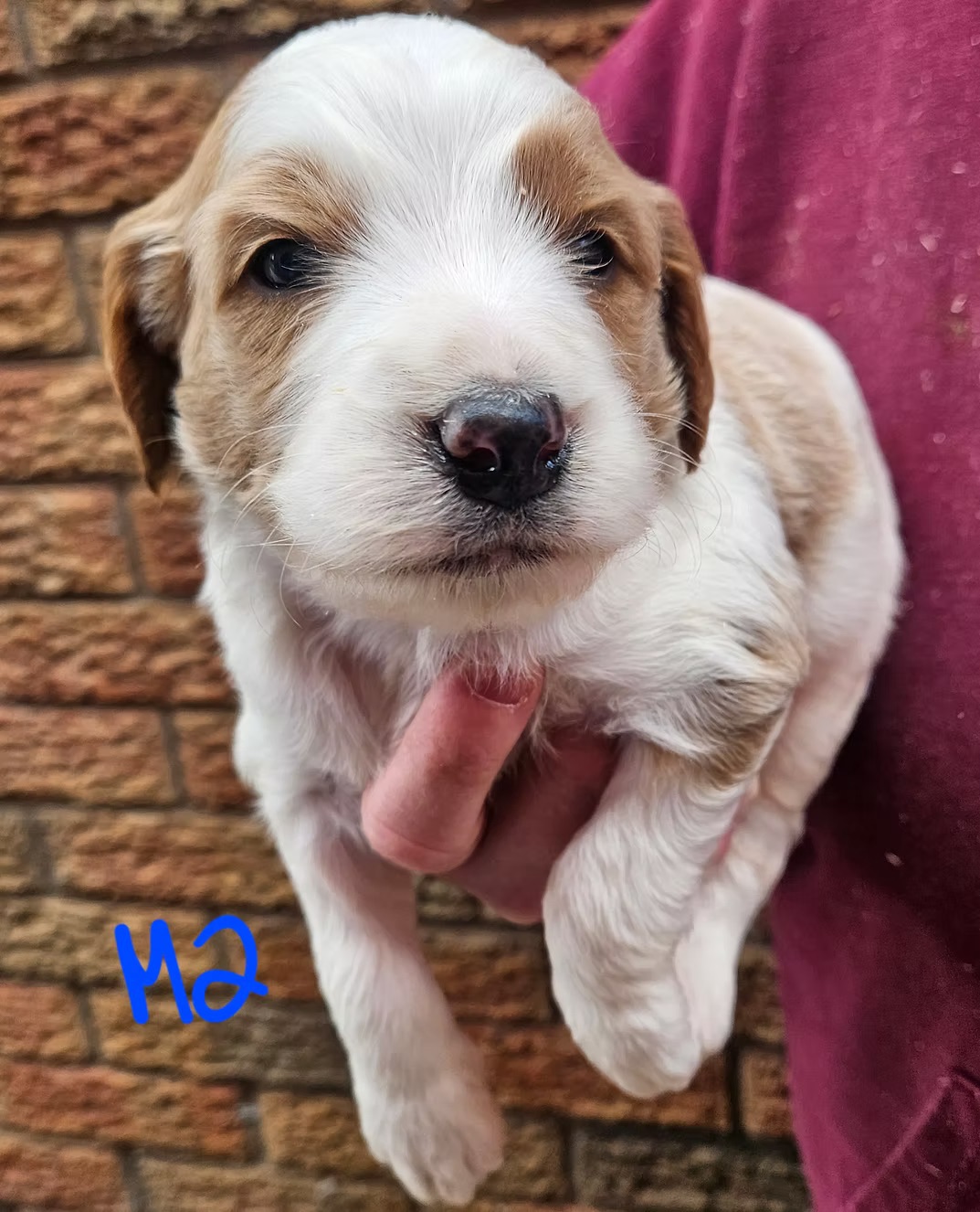 F1b Goldendoodles-Puppy