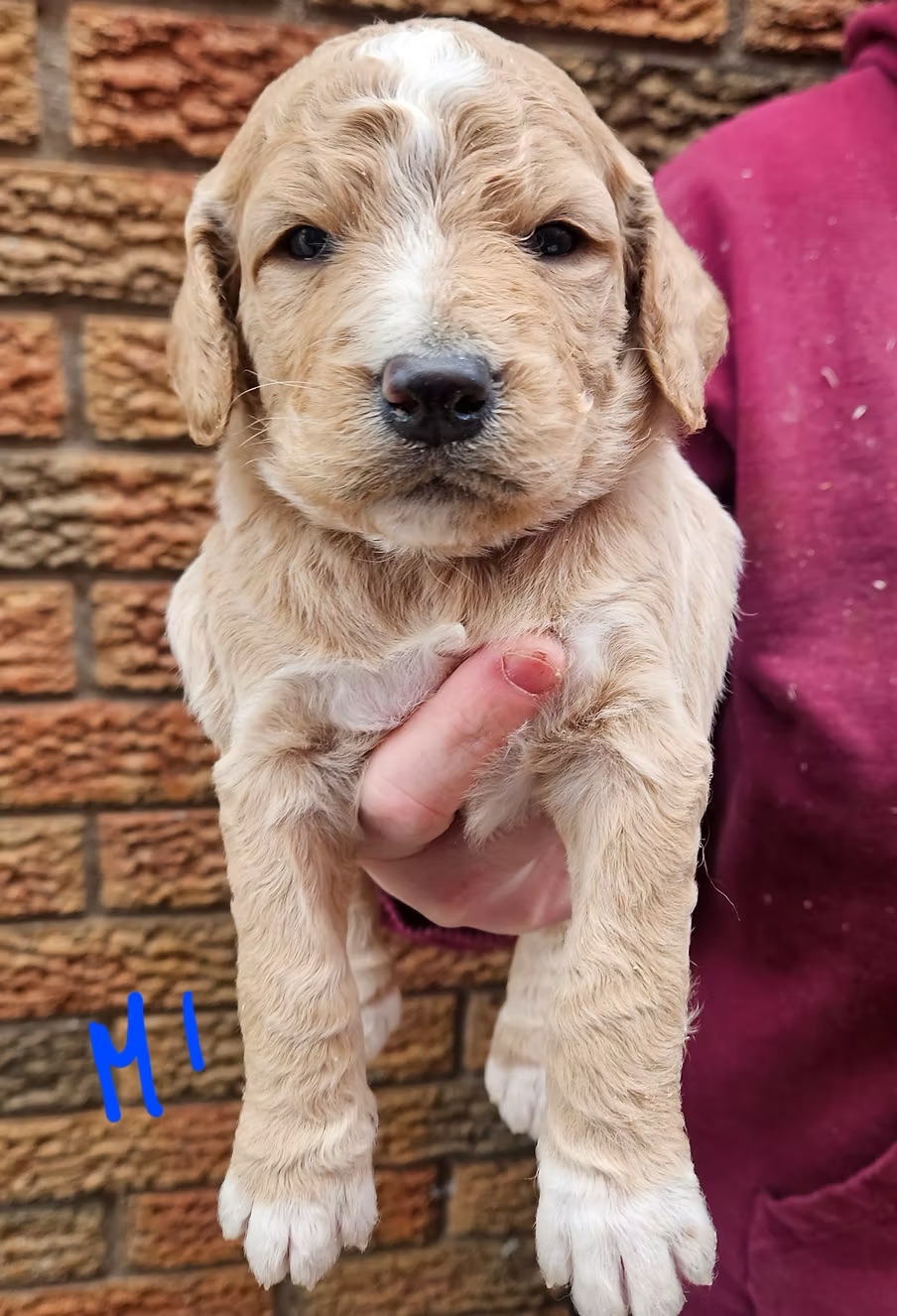 F1b Goldendoodles-Puppy