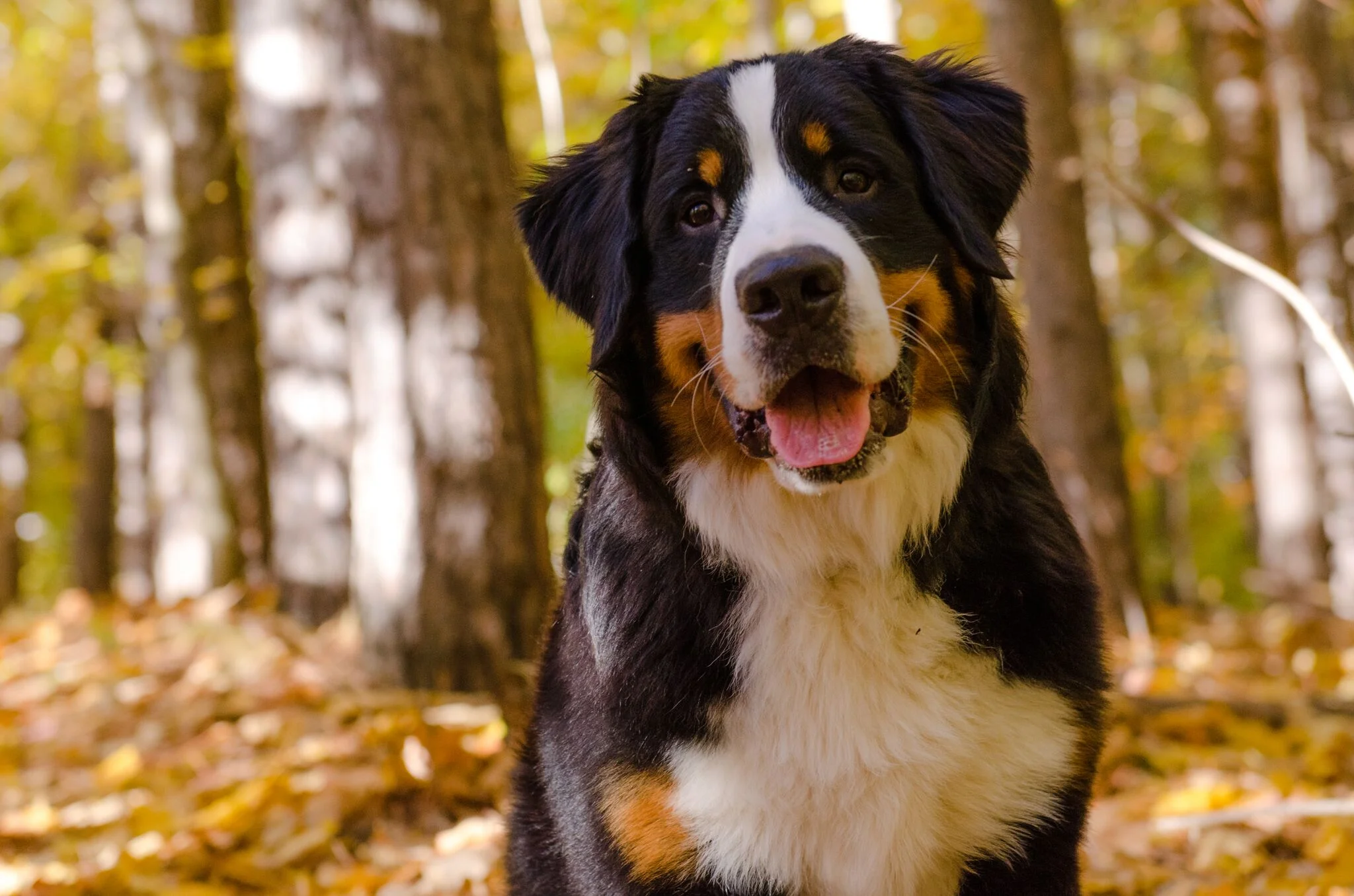 Bernese mountain dog