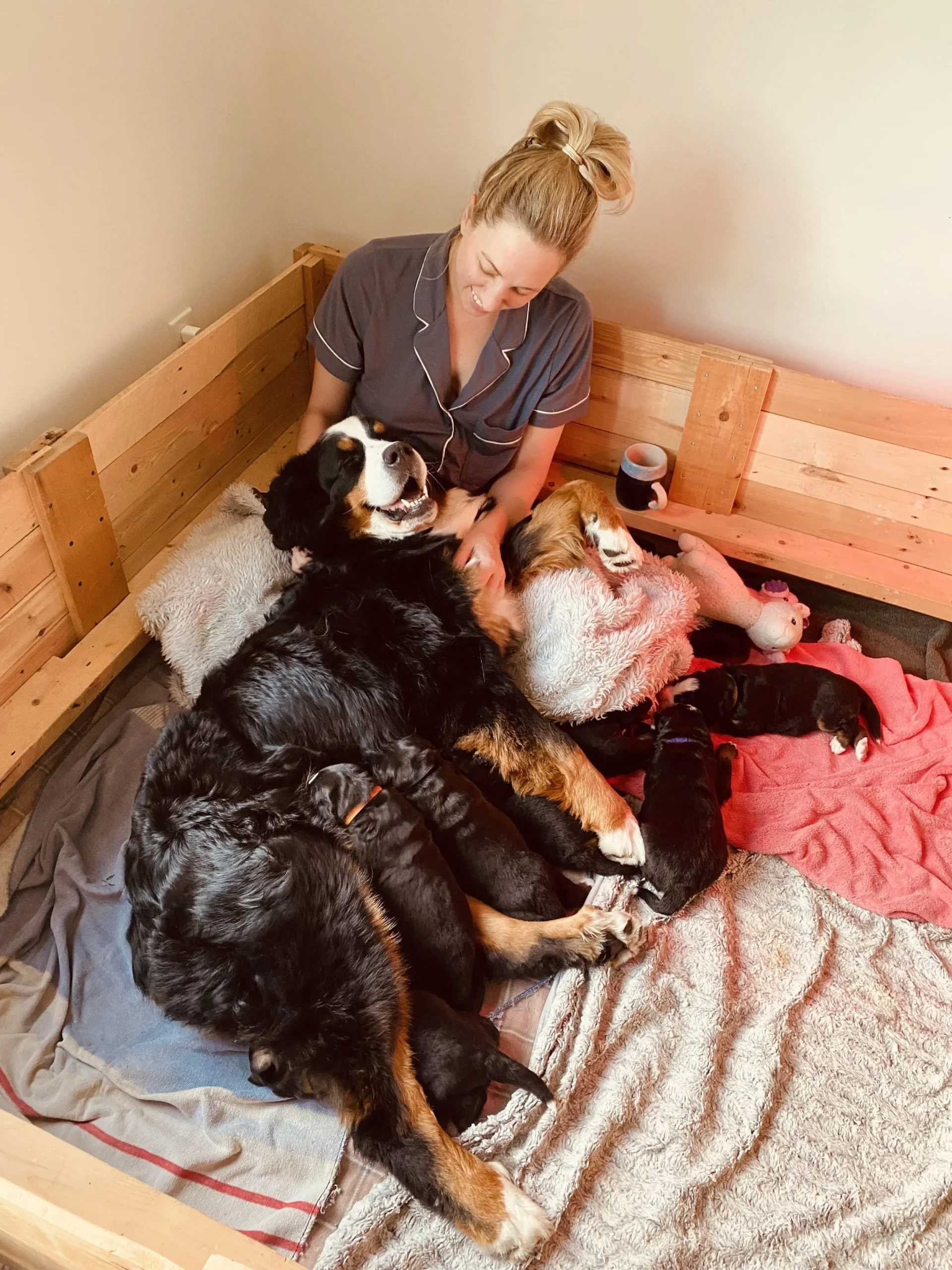bernese mountain dog Puppies