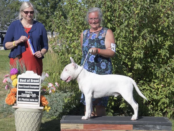 Bull Terriers Puppies
